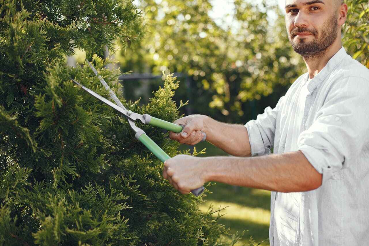 Tree Branch Trimming in Lyons, CO